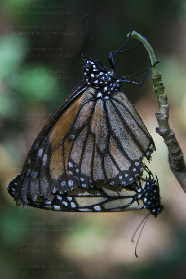 [Photograph: Mating]