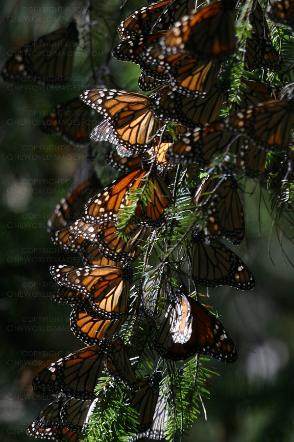 [Photograph: Branches of Orange]