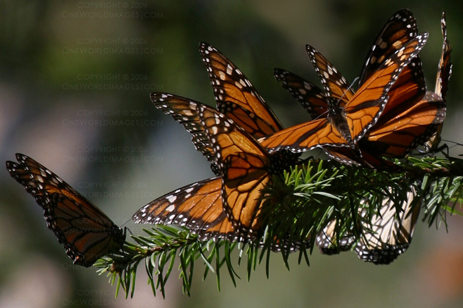 [Photograph: Wings]