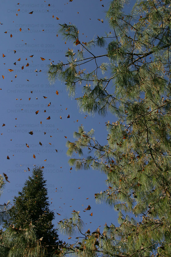[Photograph: Speckled Sky]