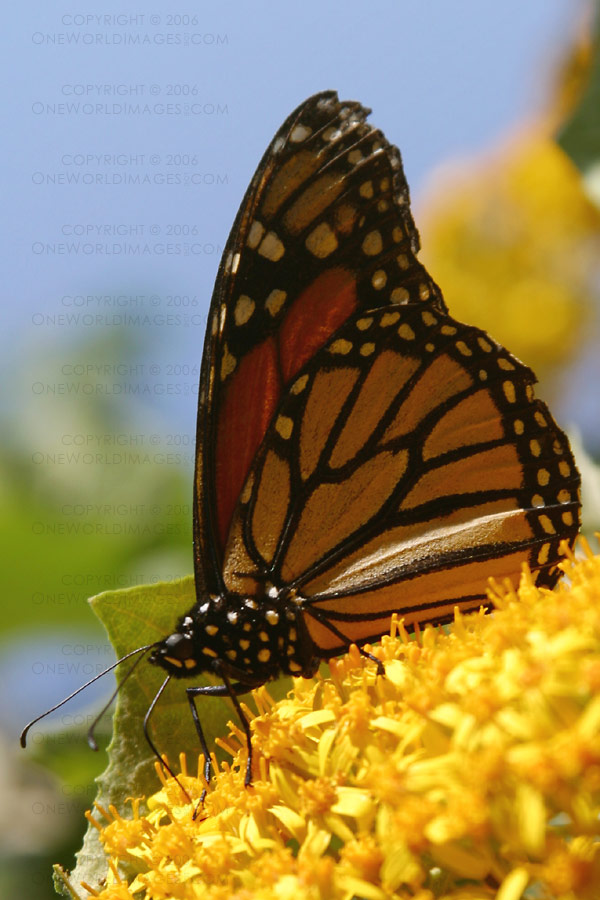 [Photograph: Solo Monarch]